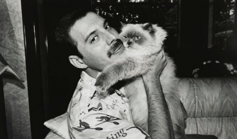 freddie-cat-e1556515872534.png