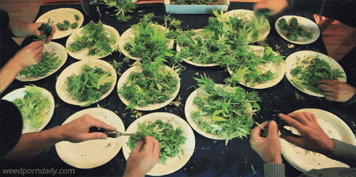 tumblr_m7smwg391v1qjczh3o2_500.gif