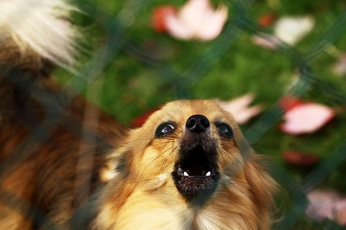 yappy%2Bdog.jpg
