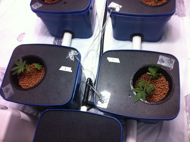 BubbaOGplant1.jpg