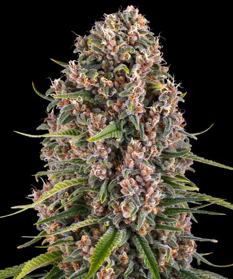 www.barneysfarm.com