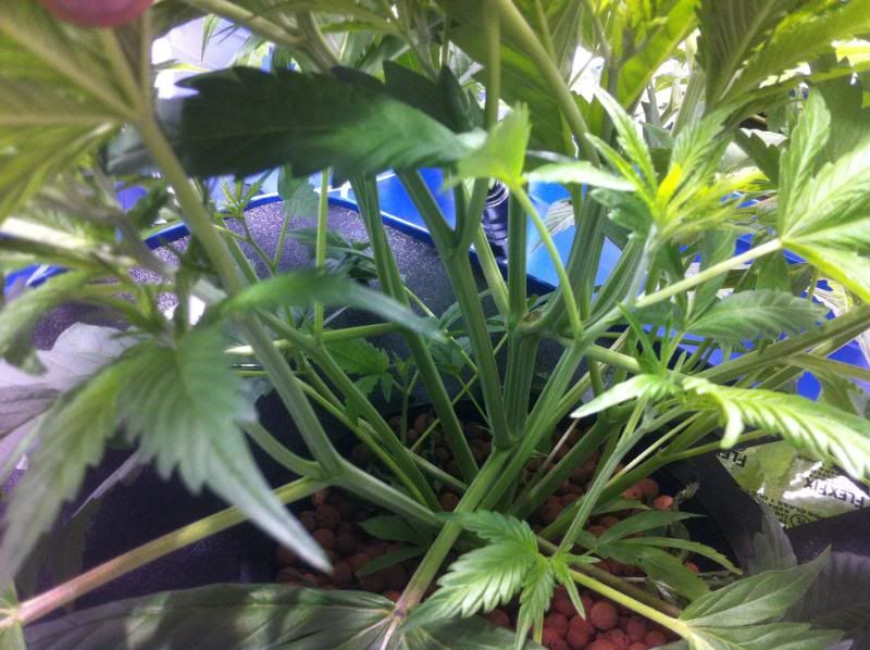 plant3internodes.jpg