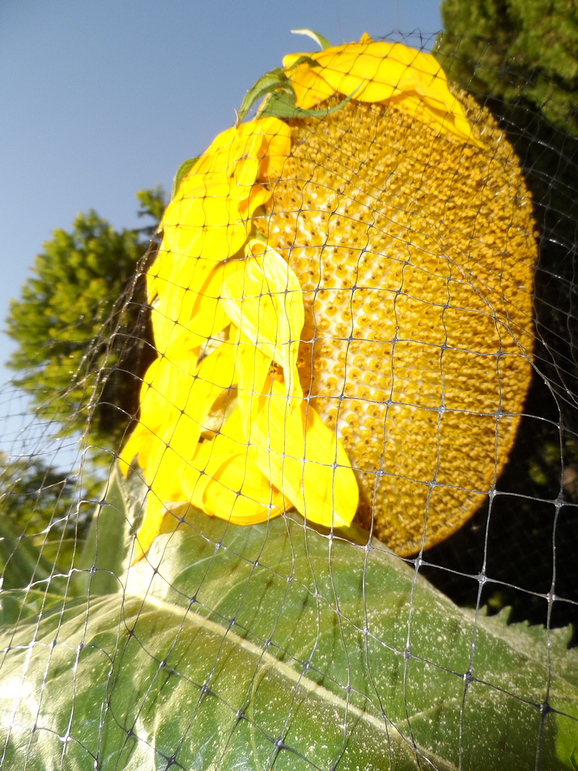 SunflowerProfile.png