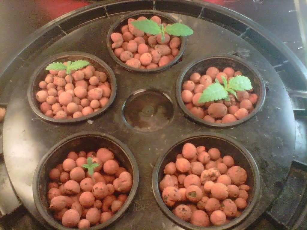IMG-20110817-00024.jpg