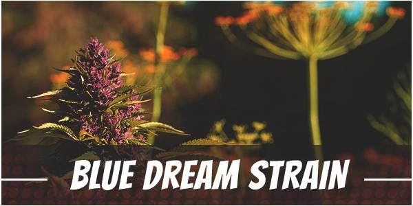www.ilovegrowingmarijuana.com