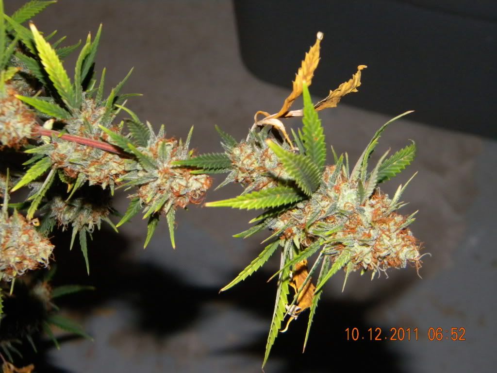 DSCN2852.jpg