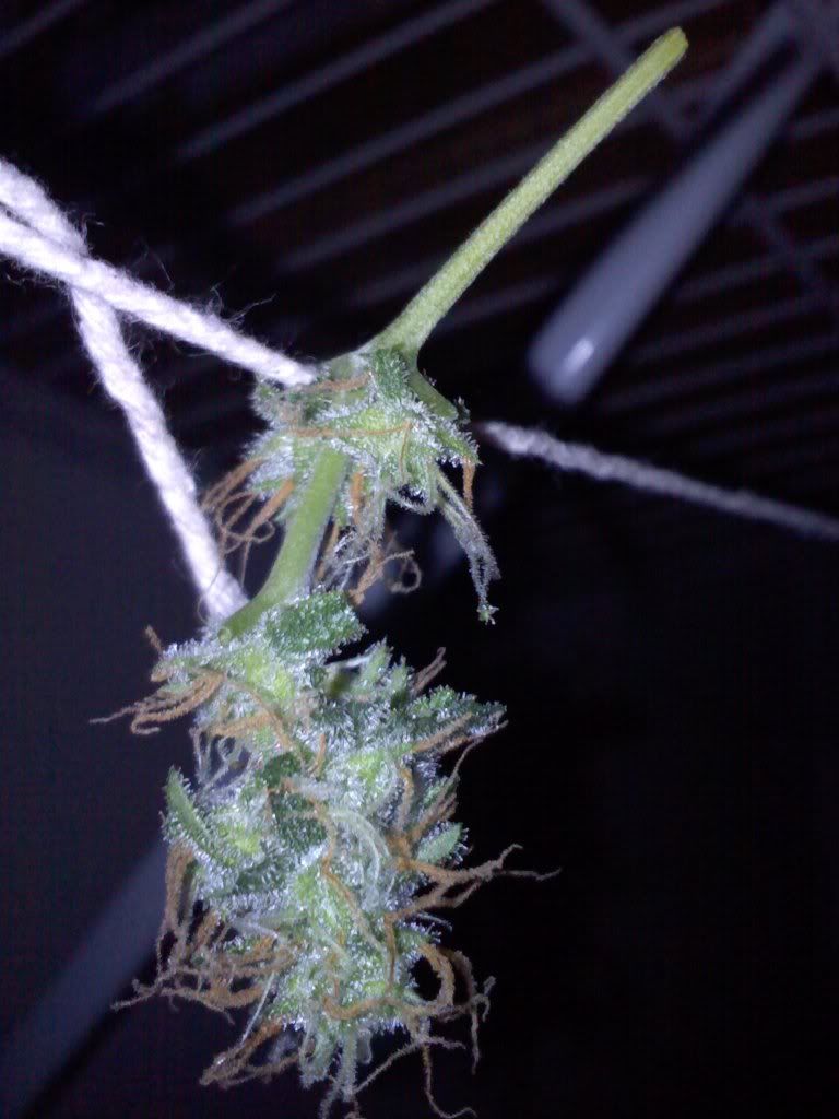 20100926195309.jpg