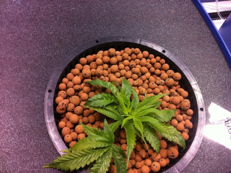 plant3pos.jpg