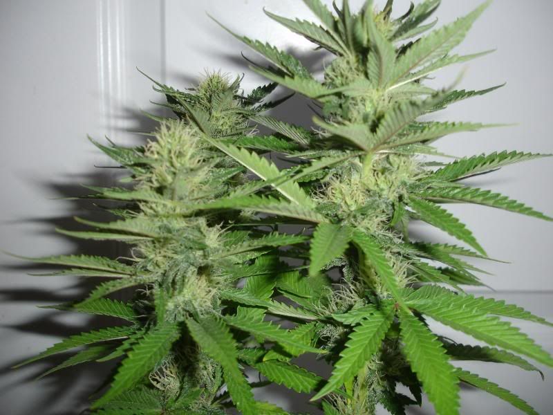 ybfdfbe8hedufjs005.jpg