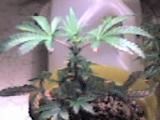 09-18-07_1629.jpg