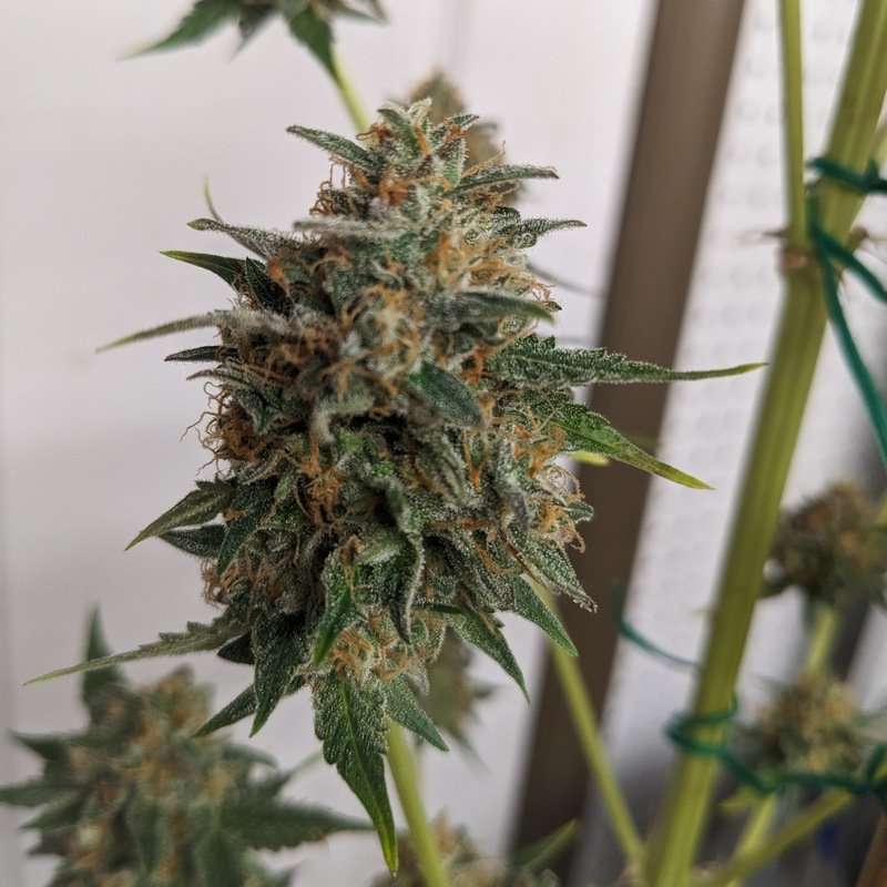 www.greatlakesgenetics.com