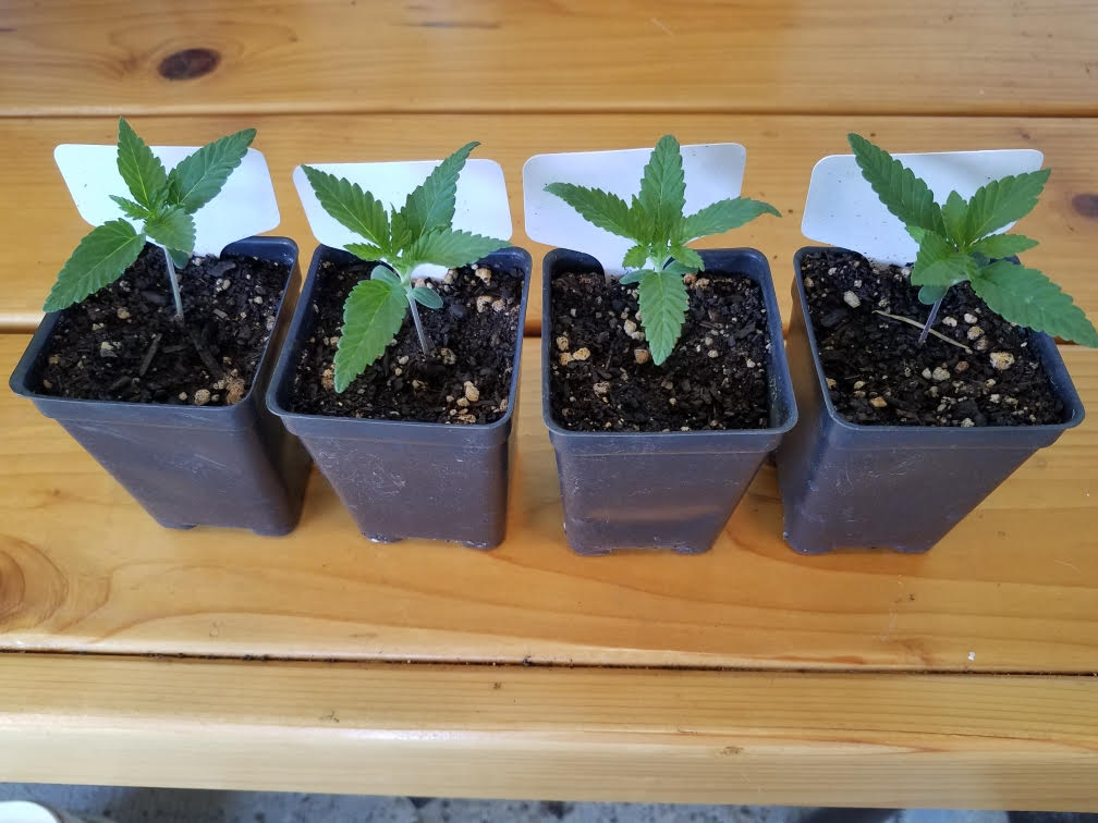 521f4seedlings.jpg