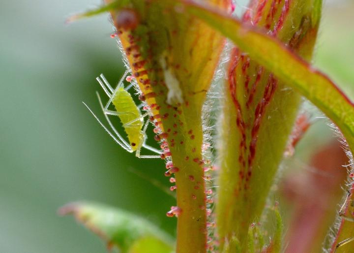 aphid-crop2_full_width.jpg