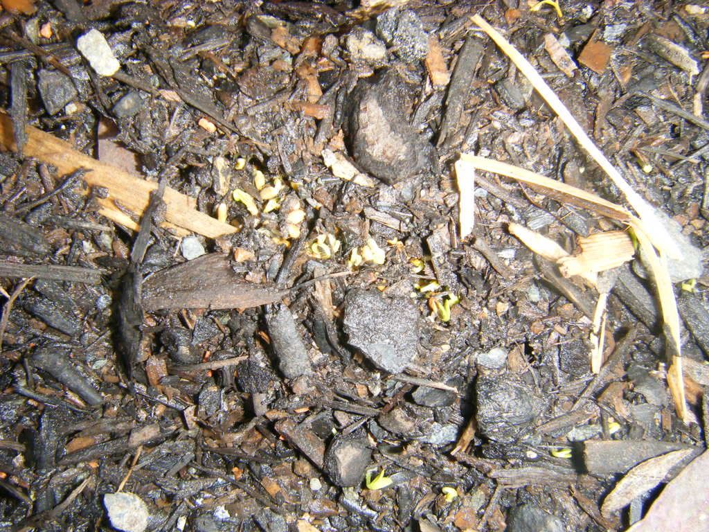 DSCF4495.jpg