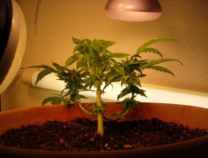 plant.jpg