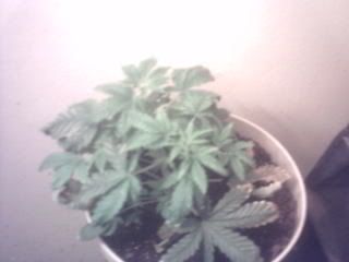 Plants3daysof12-12002.jpg