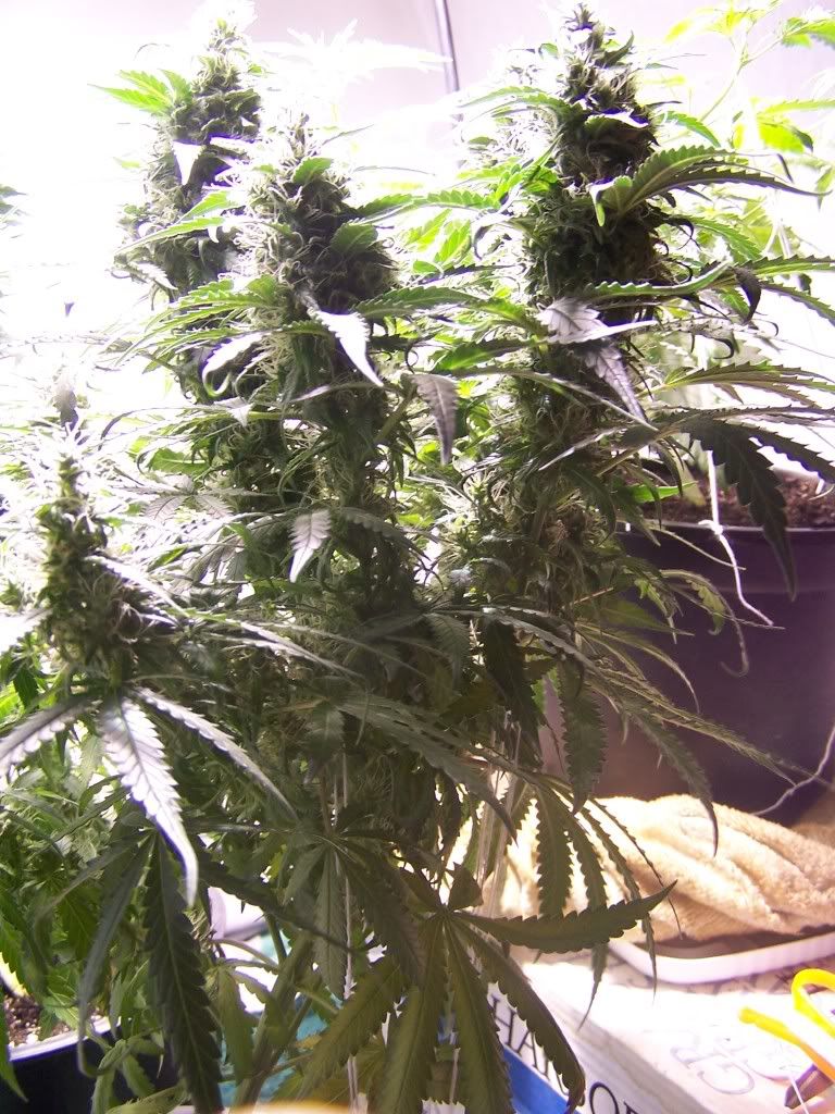 July6picsofcrop001.jpg