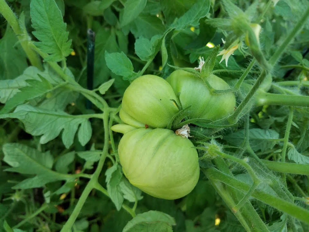 garden08062021a.jpg