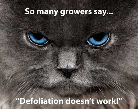 So many growers say, Defoliation doesn't work!