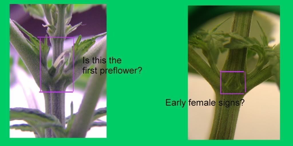 preflower.jpg
