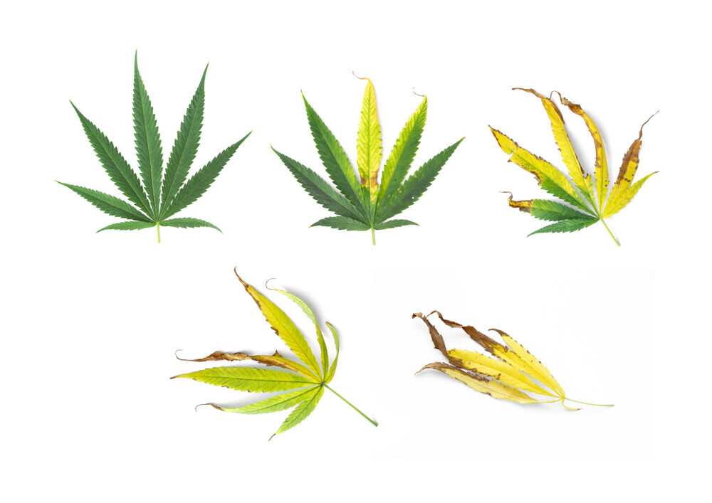 howtogrowmarijuana.com