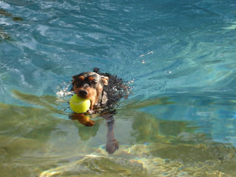 swim.jpg