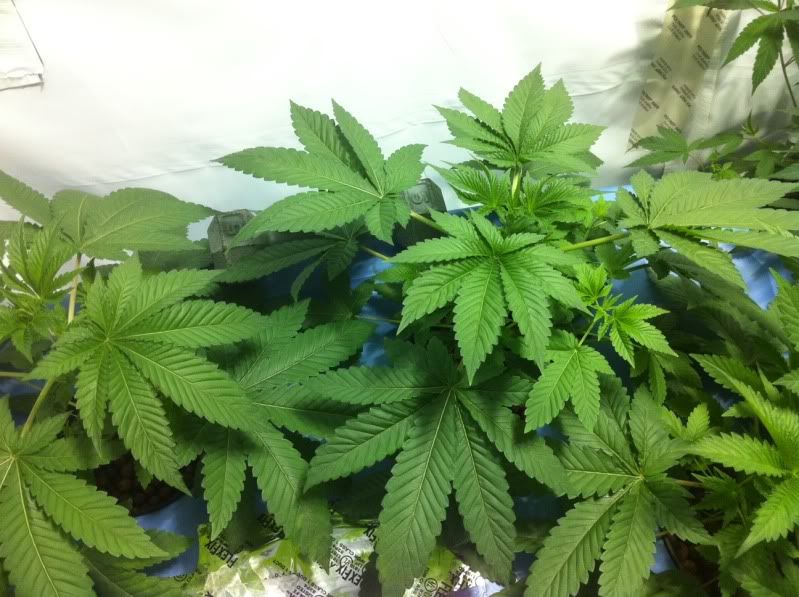 plant1big.jpg