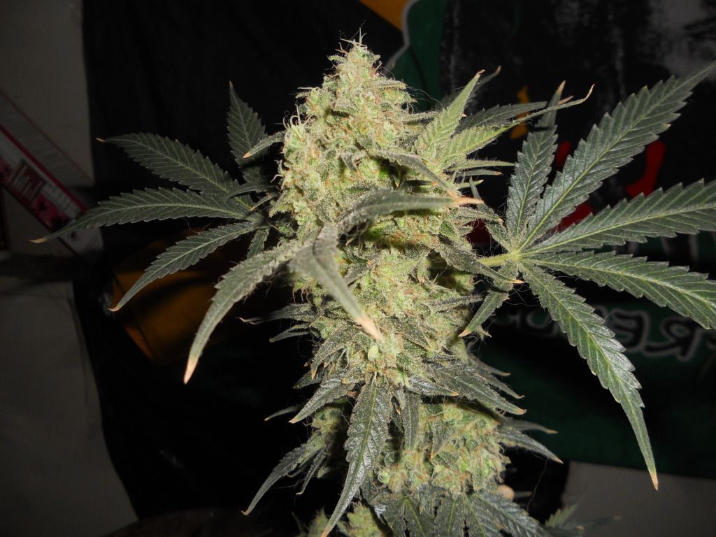 DSCN5194.jpg