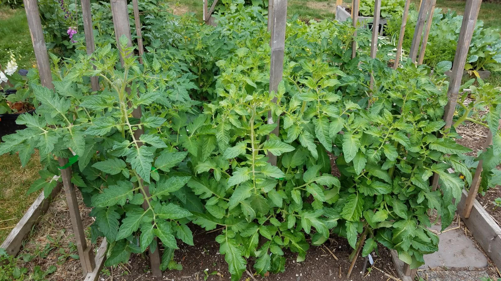 tomatoes615.jpg