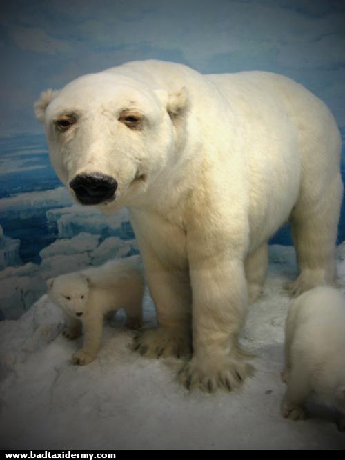 144_Polar-Bear.jpg