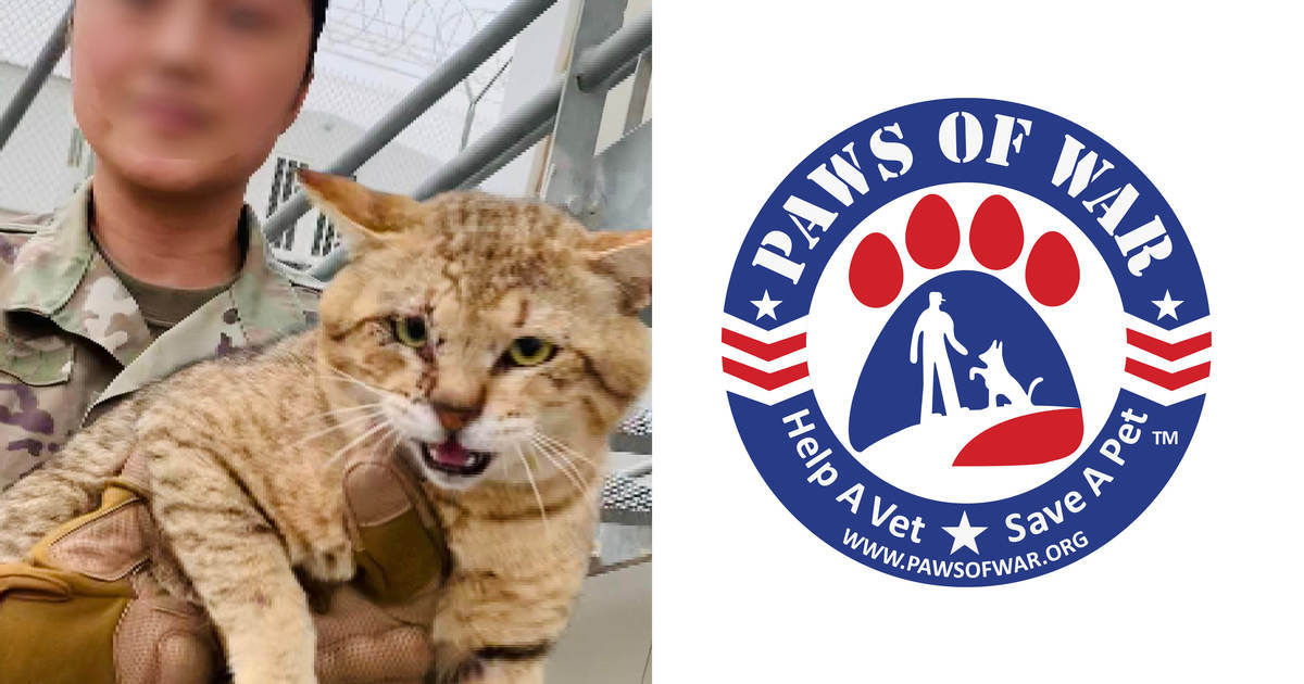 pawsofwar.networkforgood.com