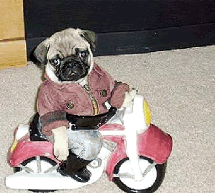dog6.gif