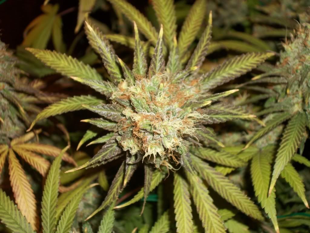 11-07-11003.jpg