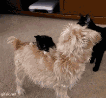 gifs_09.gif