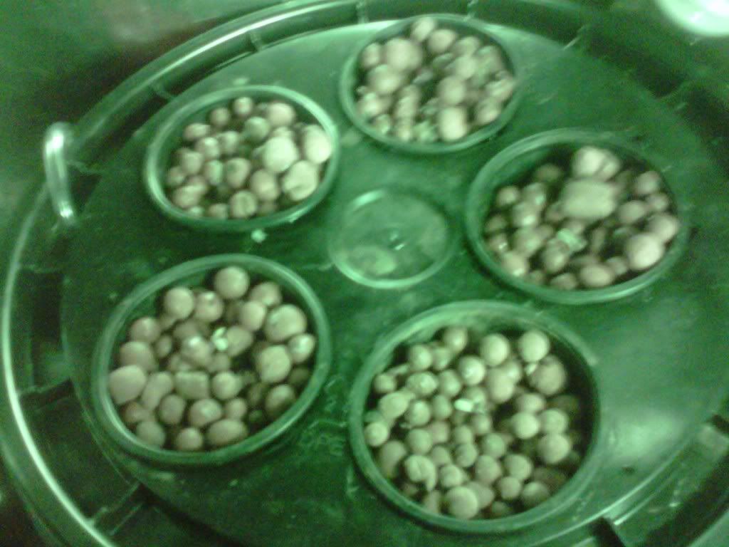 IMG-20110811-00019.jpg