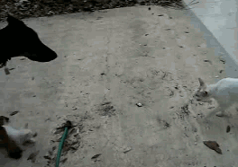 gifs_03.gif