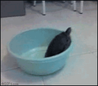 8PTeAWO.gif