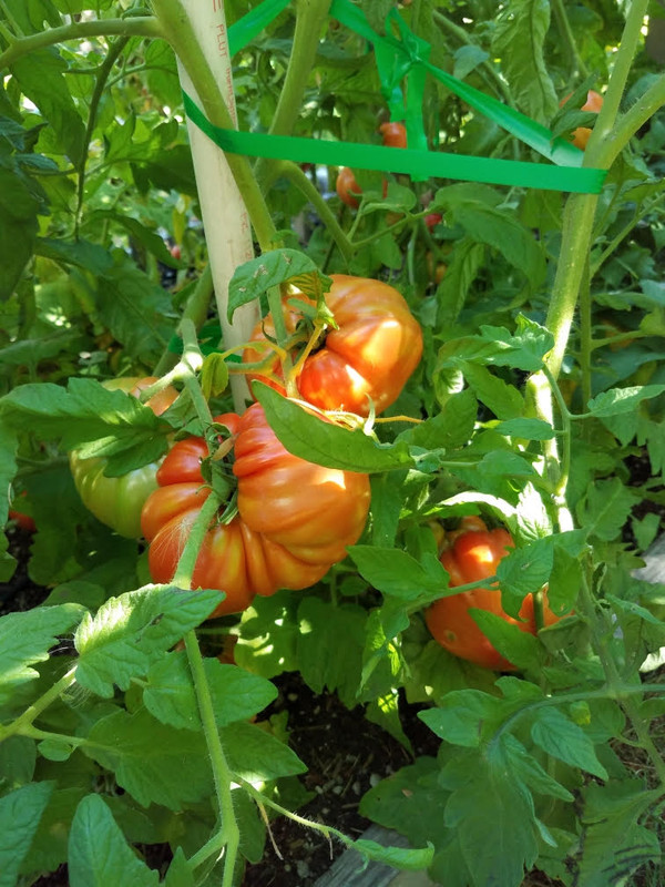 fasciationtomato.jpg