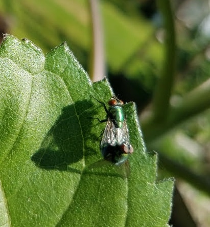 flyporn.jpg