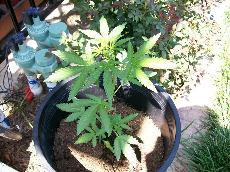 PLANT015.jpg
