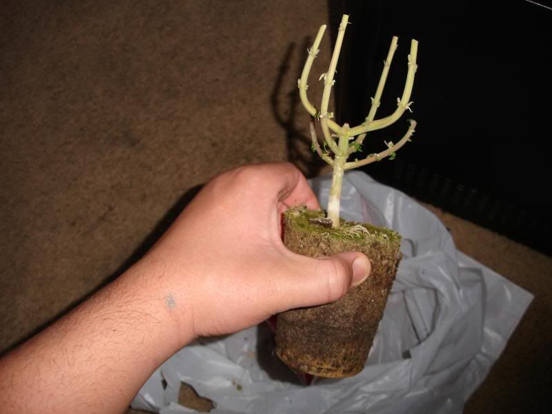 hjtyjuyjkdfgbsdtrh004.jpg