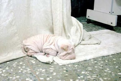 wrinkle1.jpg