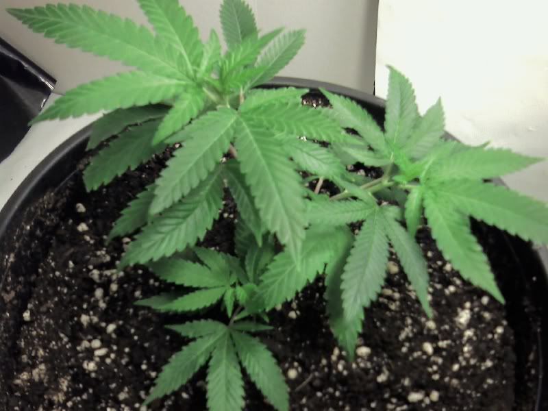 cannadentialday5top.jpg
