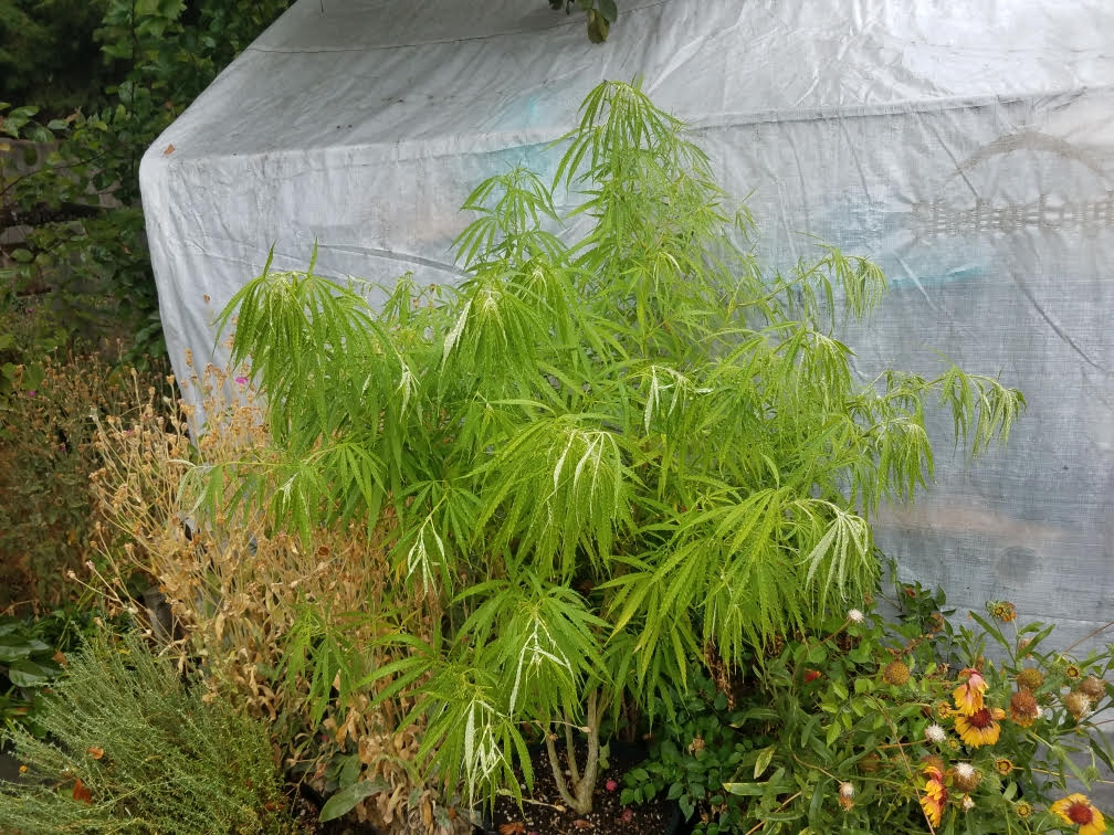 outdoor08202021a.jpg