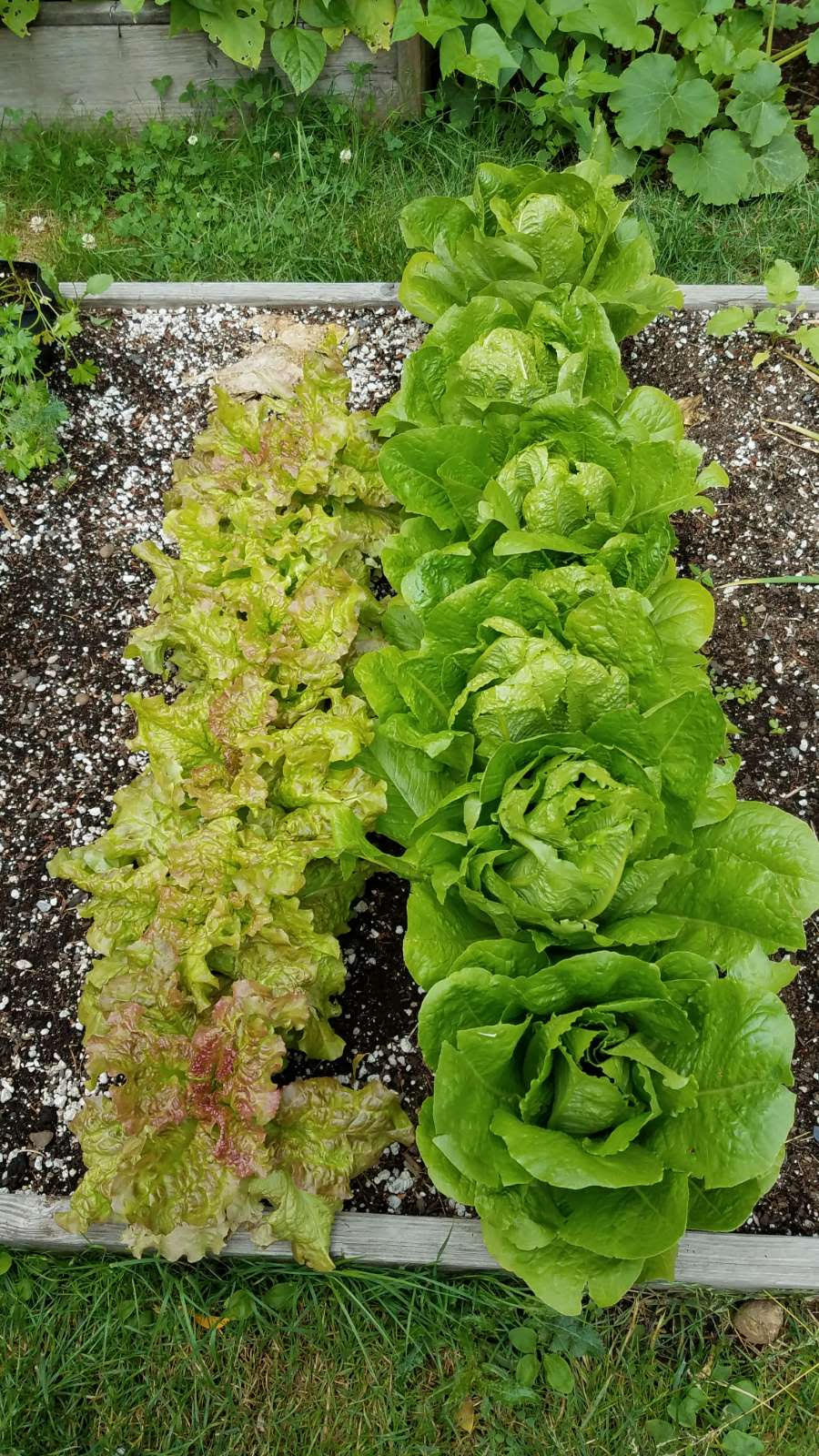 lettuce710.jpg