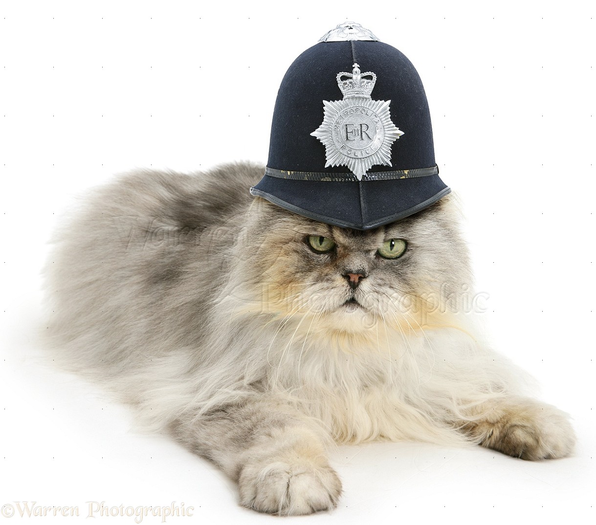 19480-Police-cat-white-background.jpg