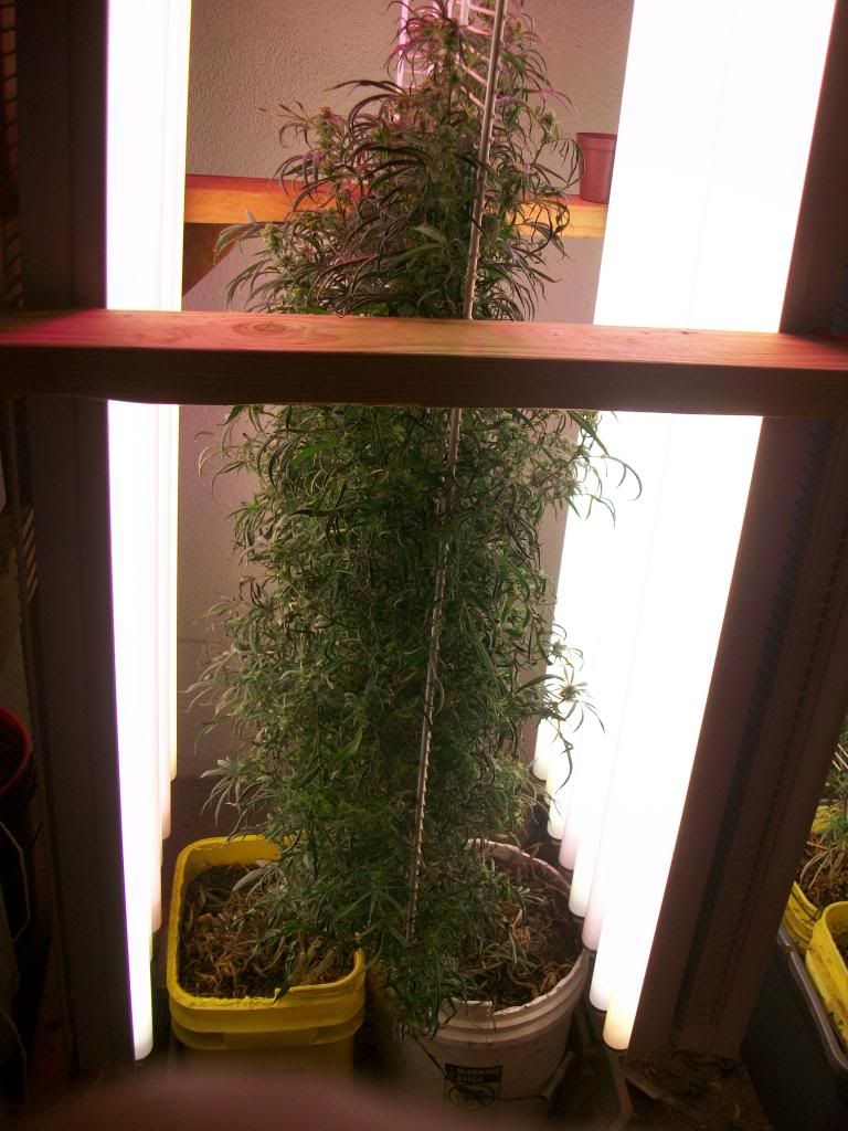 marijauna003_zps688077cf.jpg