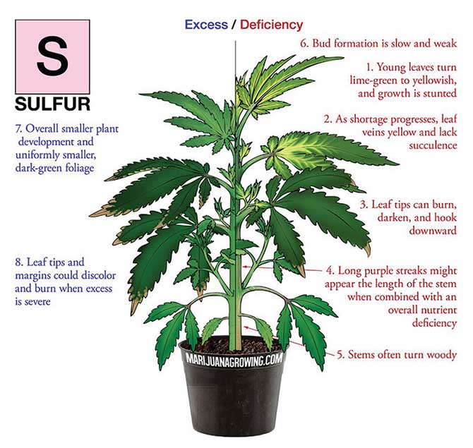 Sulfur-Deficiency-marijuana-diagram.jpg