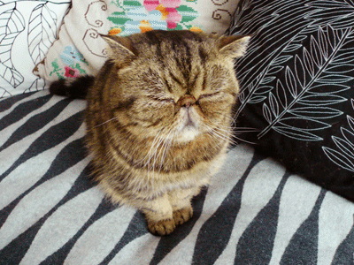 FIG-ANI.gif
