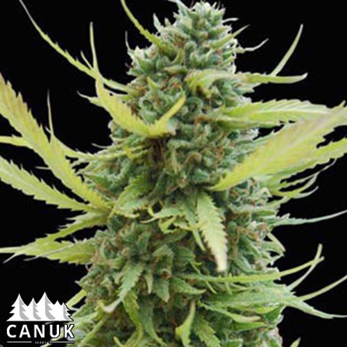 www.canukseeds.com